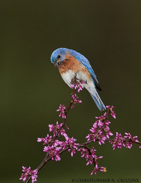 Eastern Bluebird