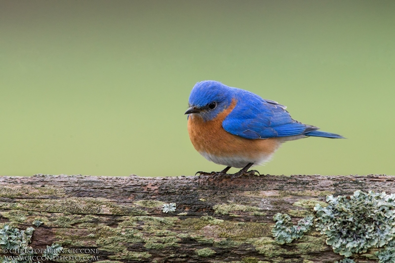 Eastern Bluebird