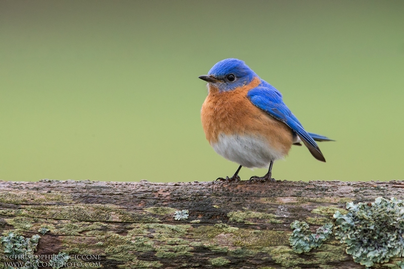 Eastern Bluebird