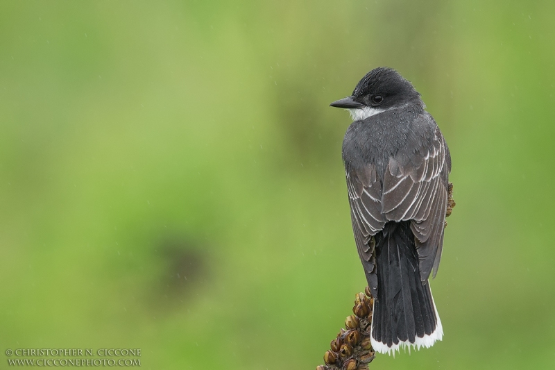 Eastern Kingbird