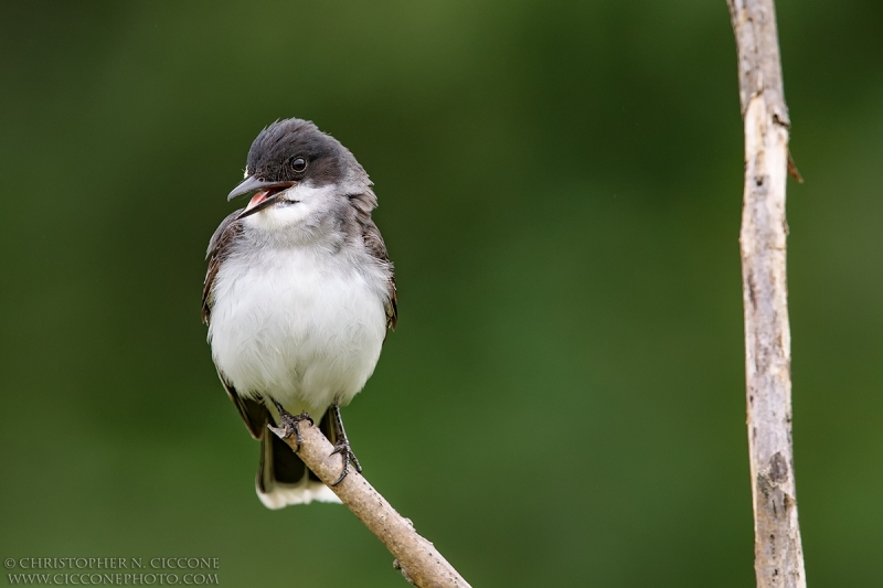 Eastern Kingbird