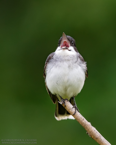 Eastern Kingbird