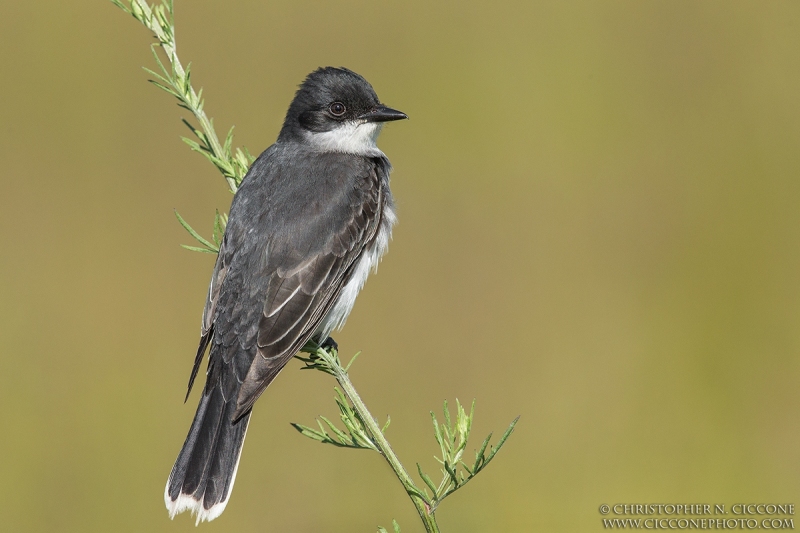 Eastern Kingbird