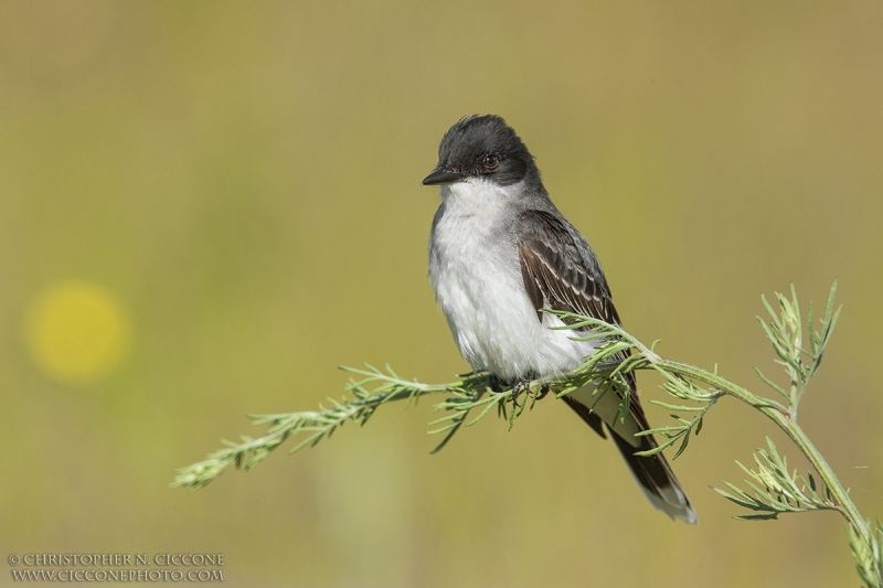 Eastern Kingbird