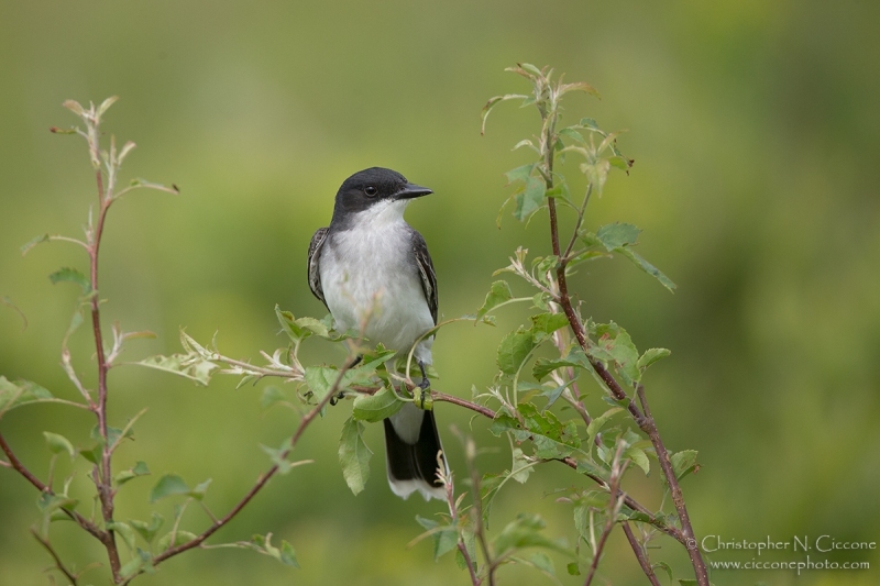 Eastern Kingbird