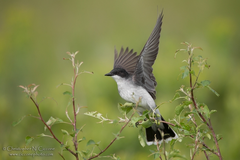 Eastern Kingbird