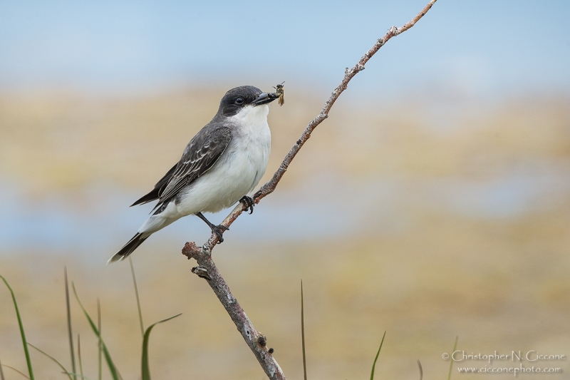 Eastern Kingbird