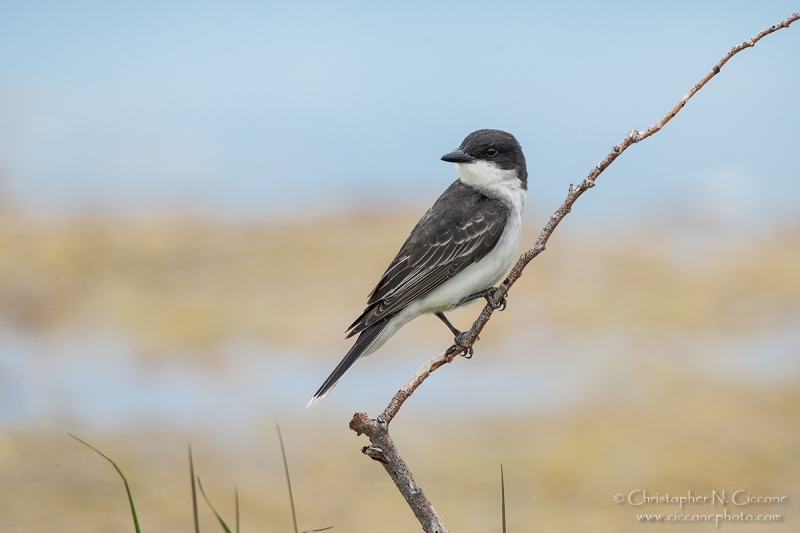 Eastern Kingbird