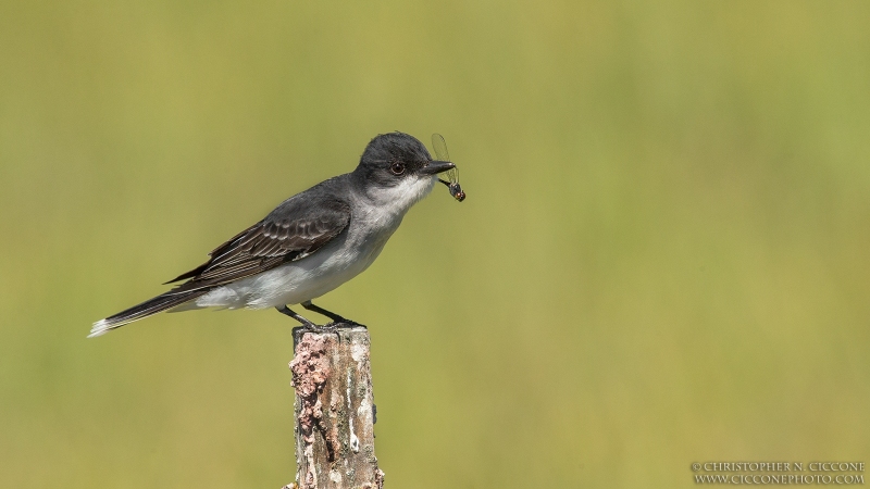 Eastern Kingbird