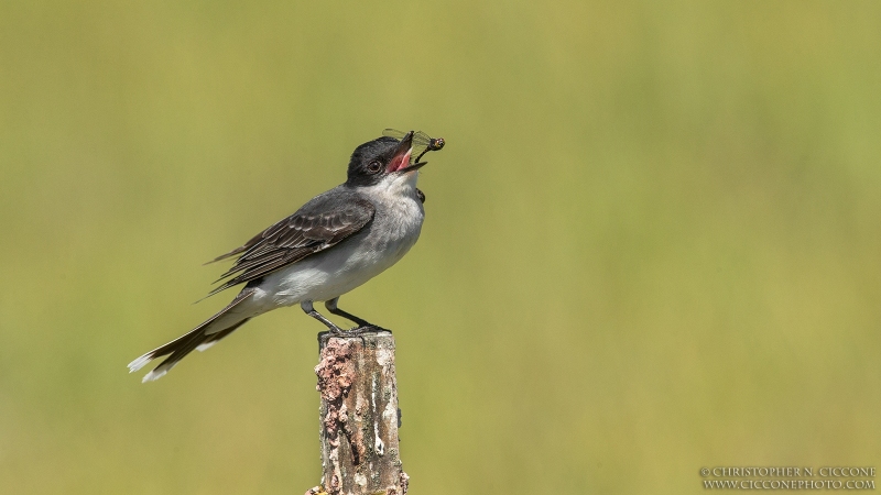 Eastern Kingbird