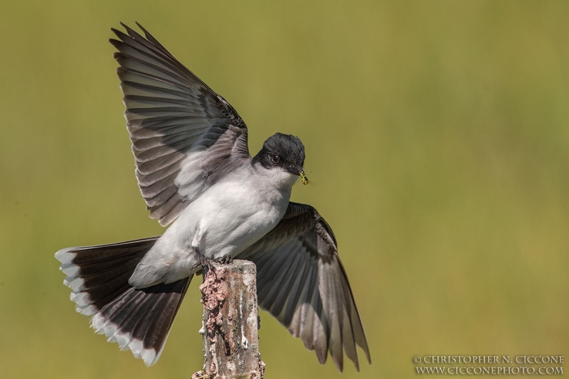 Eastern Kingbird