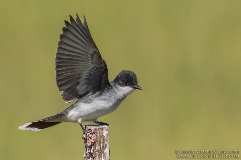 Eastern Kingbird