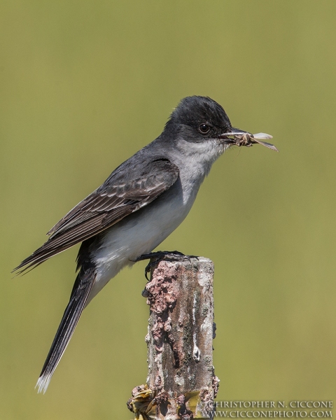 Eastern Kingbird