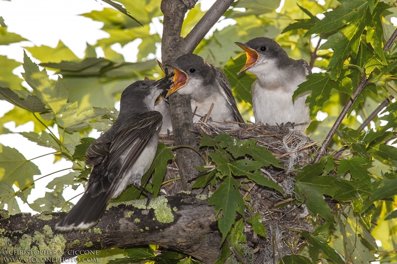 Eastern Kingbird