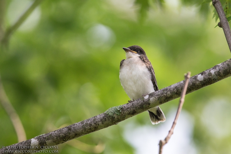 Eastern Kingbird