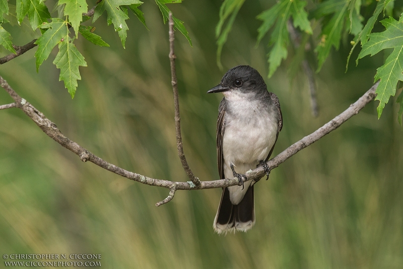 Eastern Kingbird