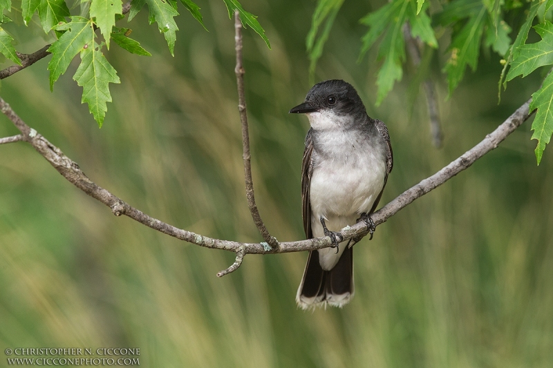 Eastern Kingbird