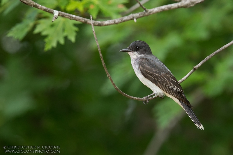 Eastern Kingbird