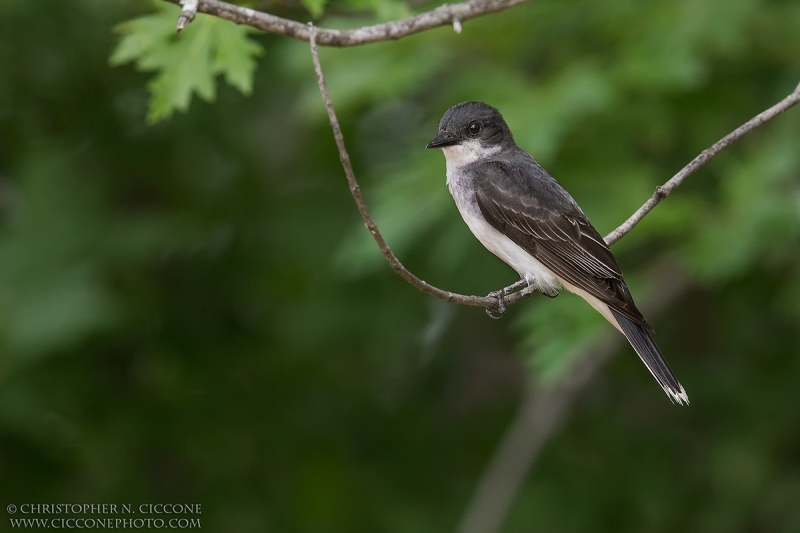 Eastern Kingbird