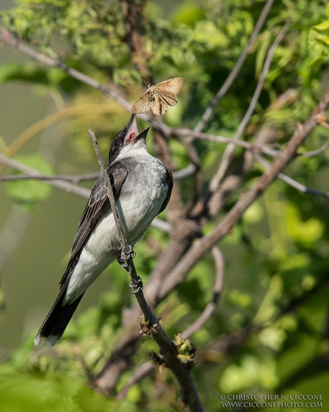 Eastern Kingbird