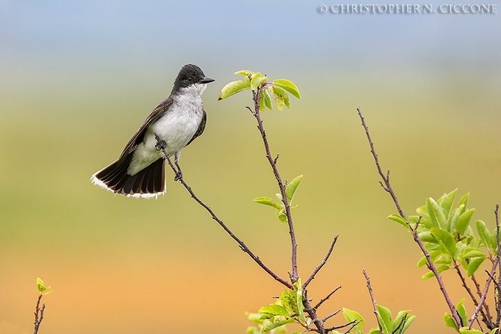 Eastern Kingbird