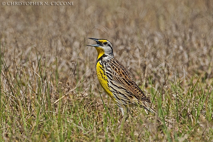 Eastern Meadowlark