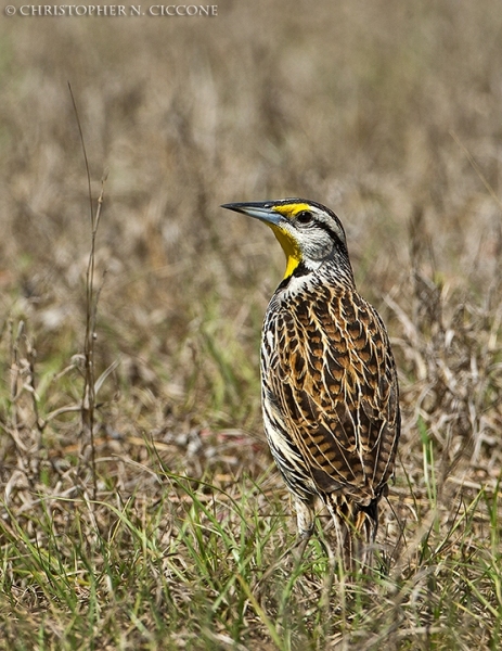 Eastern Meadowlark