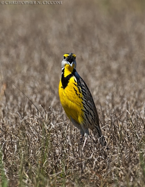 Eastern Meadowlark