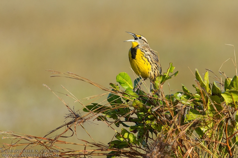 Eastern Meadowlark