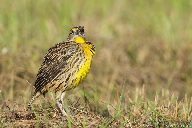 Eastern Meadowlark