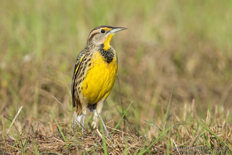 Eastern Meadowlark