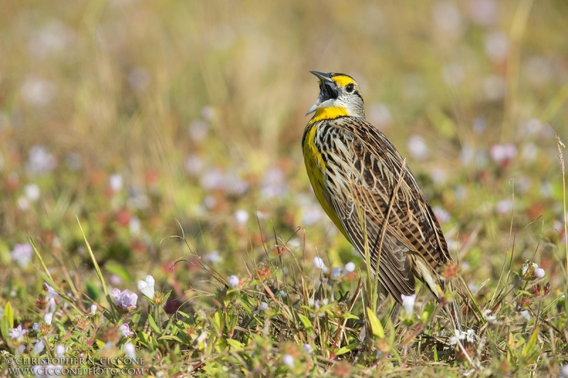 Eastern Meadowlark