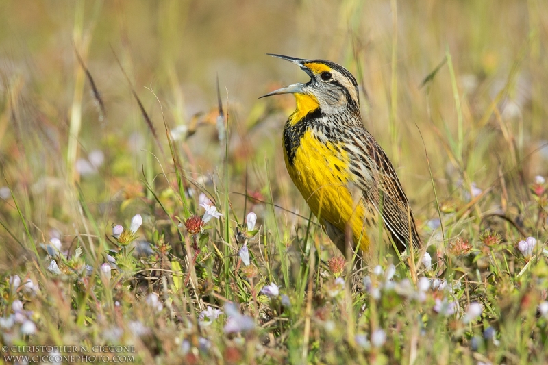 Eastern Meadowlark