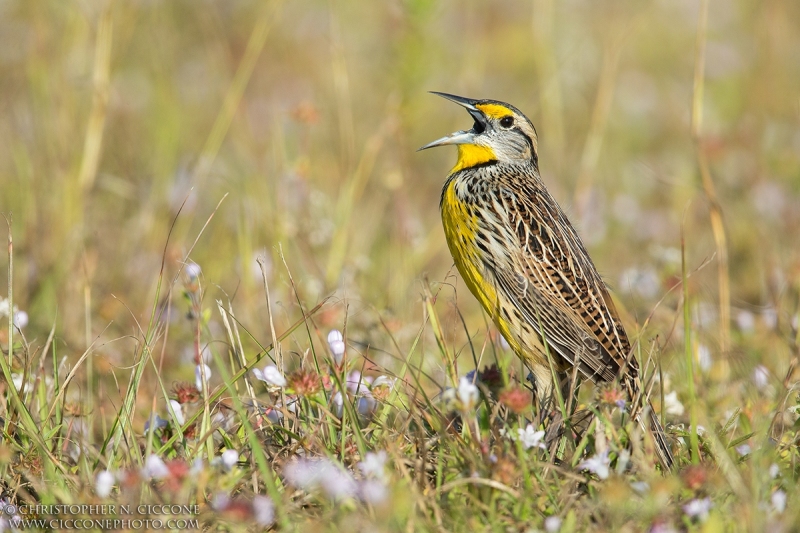 Eastern Meadowlark