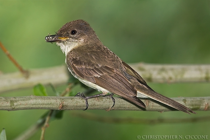 Eastern Phoebe