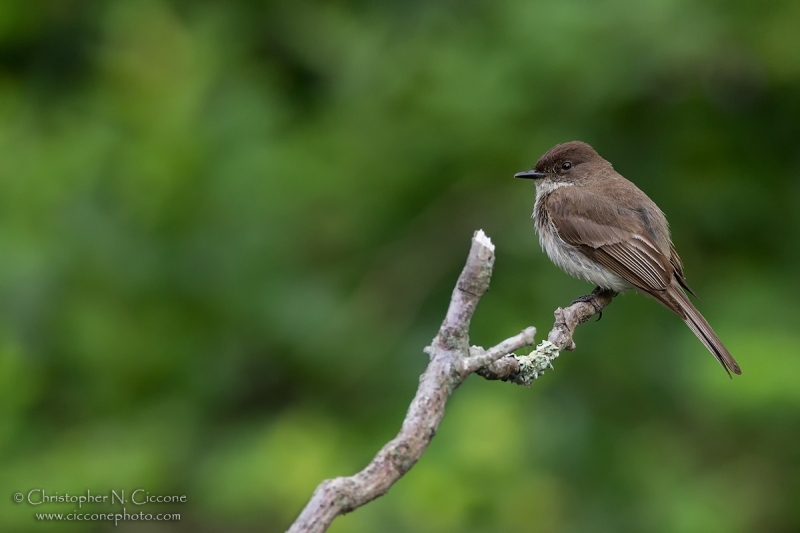 Eastern Phoebe