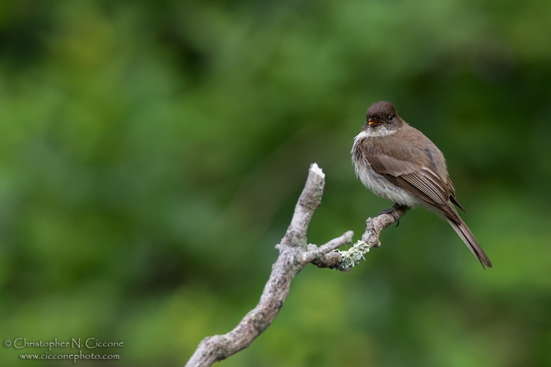 Eastern Phoebe