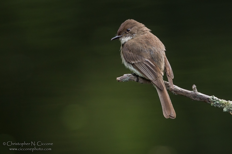 Eastern Phoebe