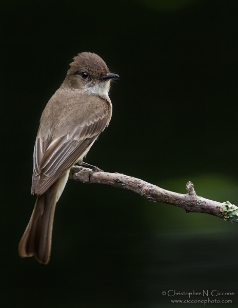 Eastern Phoebe