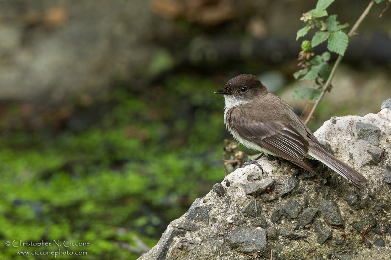 Eastern Phoebe