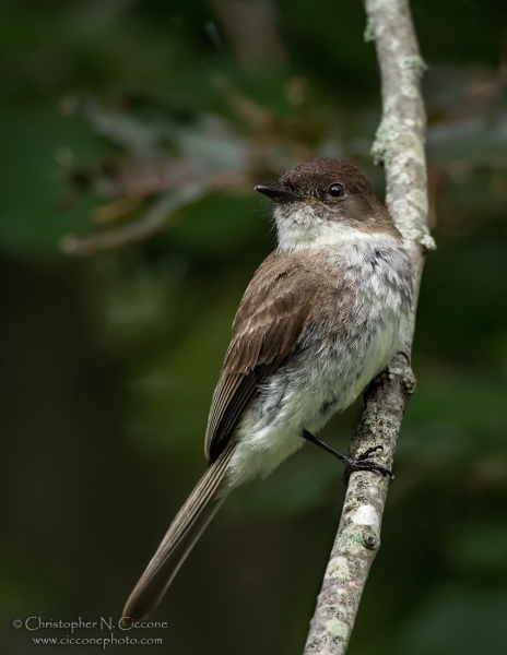 Eastern Phoebe