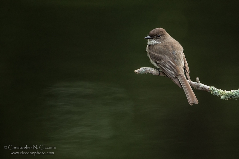 Eastern Phoebe