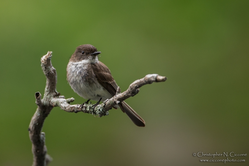 Eastern Phoebe