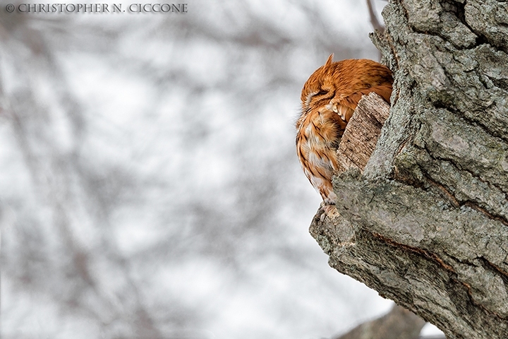 Eastern Screech-Owl