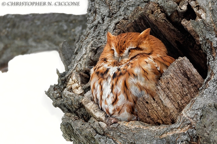 Eastern Screech-Owl