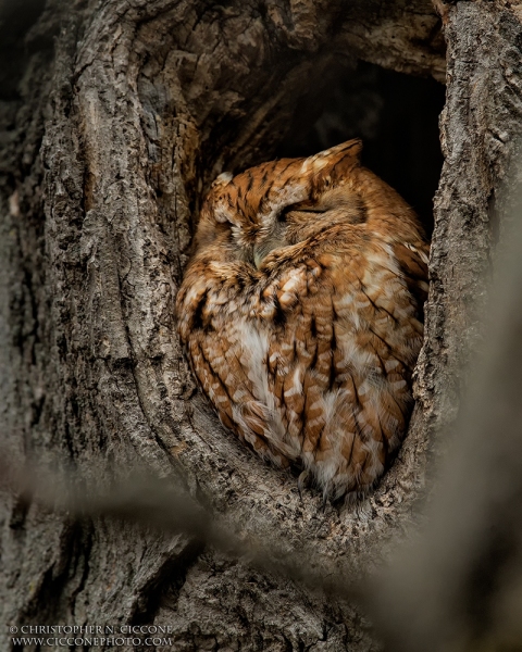 Eastern Screech-Owl