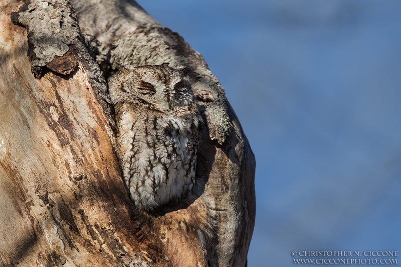 Eastern Screech-Owl