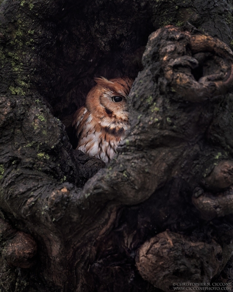 Eastern Screech-Owl