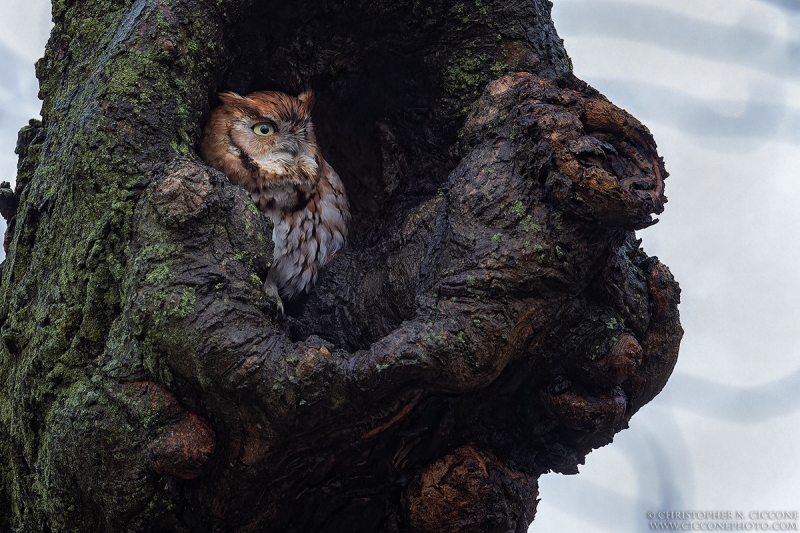 Eastern Screech-Owl