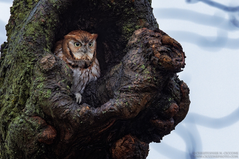 Eastern Screech-Owl